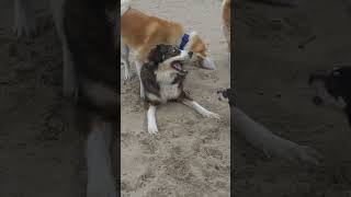 Akita Inu 9 months Socializing by Marc Druten 221 views 2 months ago 1 minute, 1 second