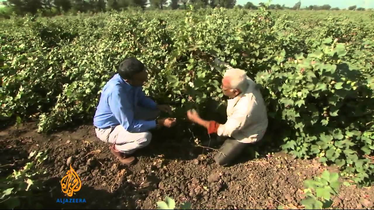 صناعة القطن في الهند تفقد ربحيتها