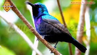 تغريد طائر فلسطين/تمير فلسطين/عصفور الشمس الفلسطيني نقي ومضمون 💯