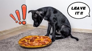 MY DOG VS PIZZA