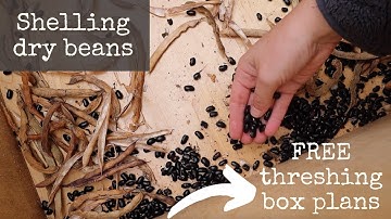 Shelling Dry Beans | 3 ways to process beans
