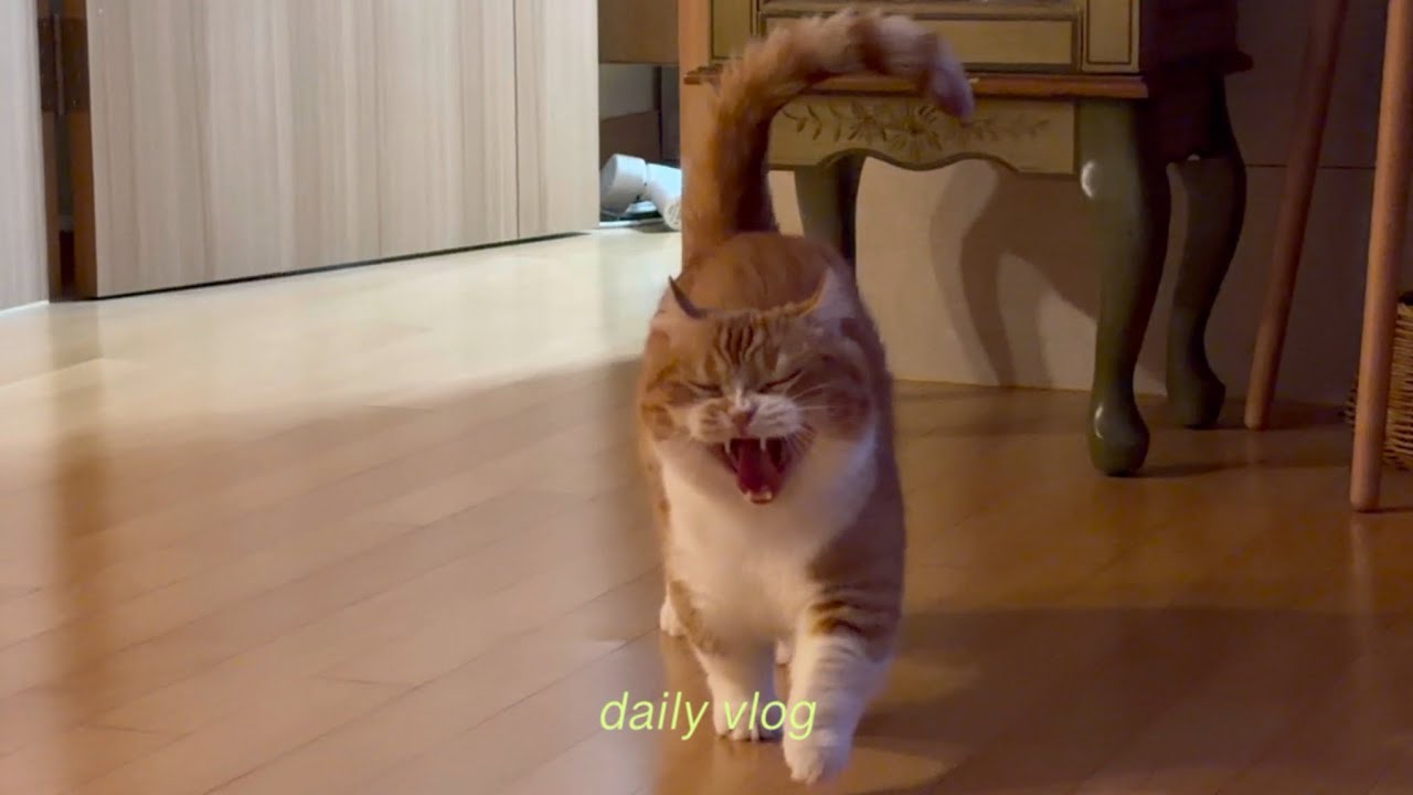 [Vlog] 고양이와 함께 하는 일상 🐱 | GS 편의점 두쫀쿠, 쿠우쿠우 오랜만에 갔어요 ㅎ 유니클로 리유저블 백 🩵