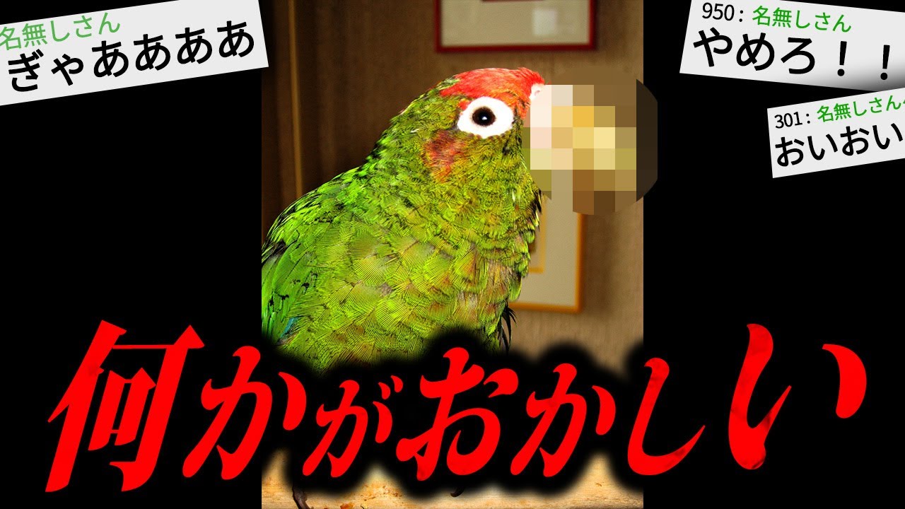 【あかん】あまりにも不気味な怖すぎる話「変なインコ」