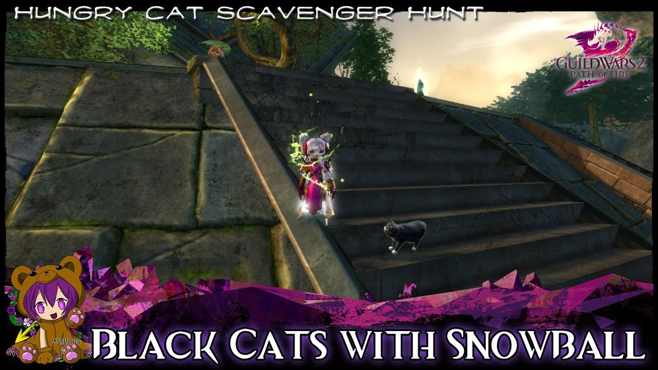 guild-wars-2-black-cats-with-snowball-home-instance-cat-youtube