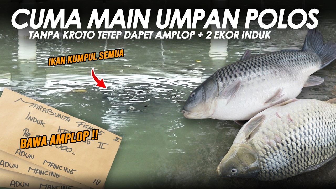 PARAH IKAN JADI PADA KUMPUL DEKET BLOWER !! 2 BABON MASIH SELAMET + BAWA PULANG AMPLOP || Am#690