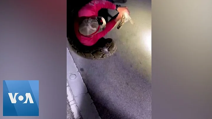 19-Foot Burmese Python Caught in Florida | VOA News