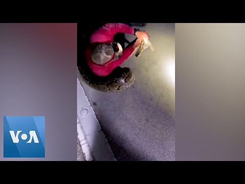19-Foot Burmese Python Caught in Florida | VOA News