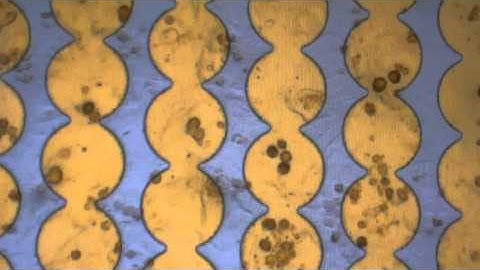 iPSC cardiomyocytes beating in a E Plate