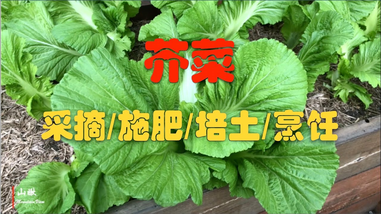 芥菜