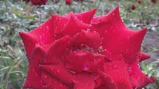 Download lagu Terrific evening in Ukraine Odessa Arcadia June 2018 Шикарний вечір в Одесі Аркадія Червень 2018 Terrific evening in Ukraine Odessa Arcadia June 2018 Шикарний вечір в Одесі Аркадія Червень 2018