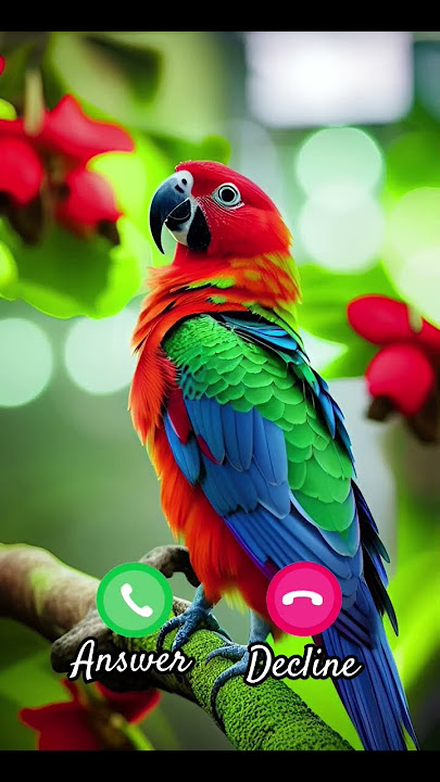 Lovely parrot #ringtone