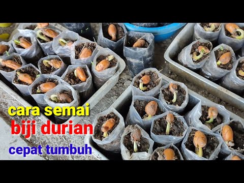 Durian Seeds For Planting