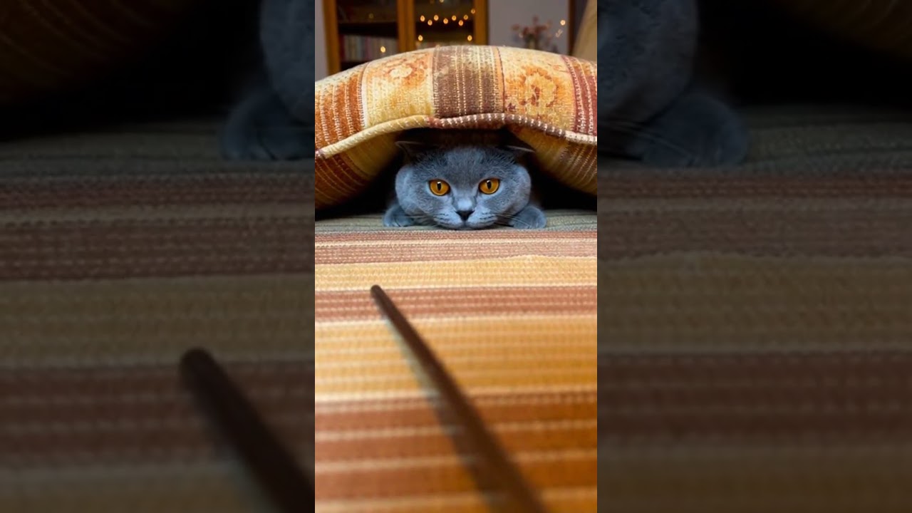 Sharp Attack on Stick! 😹🐱 | Funny Cat Unleashes Playful Fury 