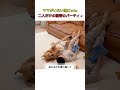 ママがいない隙にww二人だけの秘密のパーティ🎉#youtubeshorts #おすすめ #shorts