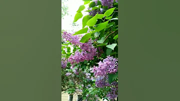 ЦВЕТЕТ СИРЕНЬ В ПИТЕРЕ 🌸 КРАСОТА #питер #shorts