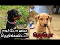 Rambo vs robo  kutty ponnu alaparaigal  tamil