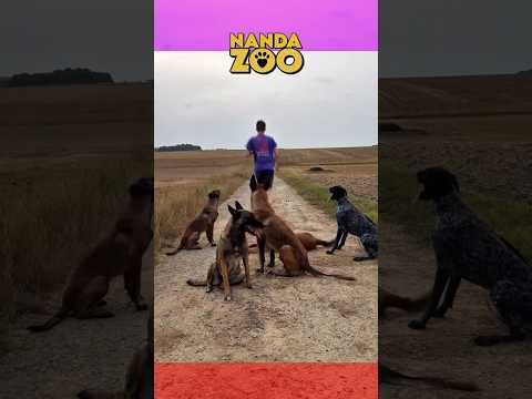 O foco ABSOLUTO desses cães!🐕🎯 #cachorro #shorts #animais