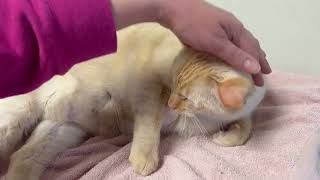 ADOPTED! Lenny - Gorgeous Flame Point Siamese BIG boy!