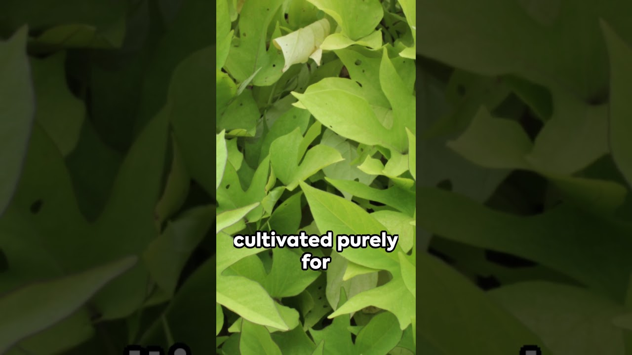 Invest in Super Vine K: The Sweet Potato Vines Revolution 