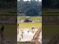 പാടത്തെ വിശേഷങ്ങൾ #trending #tamil #music #song #tamilsong #youtube #youtuber #shorts #agriculture