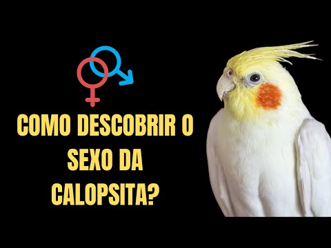 Como saber se calopsita é macho ou fêmea? Como descobrir o sexo da calopsita?