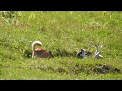 Video: Französische Tierlobby Hebt Deckel Auf „ungesundem“Pferdefleisch Aus Amerika