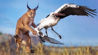 CARACAL ─ A High-Jumping Bird Hunter King of The Flop! Caracal vs Jackals and birds