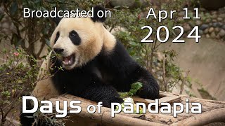 20240411 Broadcast Top Highlights 05 by pandapia HD 334 views 6 days ago 2 minutes, 22 seconds