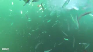 USGS Bloater Prey Fish Stocking into Lake Ontario (Fall 2015)