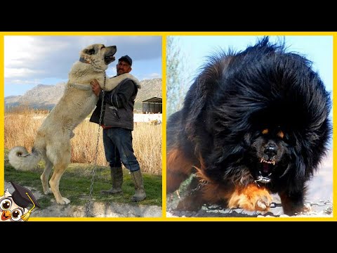 Video: Hoe Vechthonden Te Scheiden?