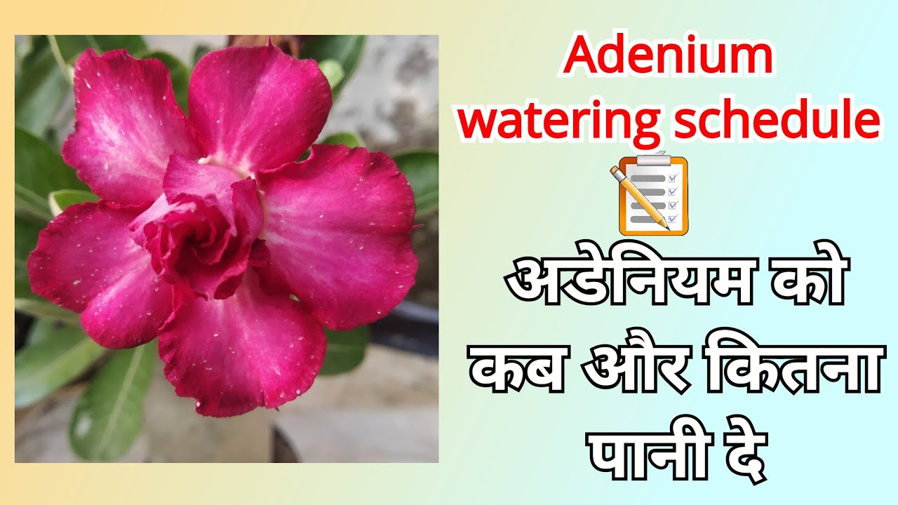 Adenium को पानी कब और कितना देना है , #adenium Watering schedule - YouTube