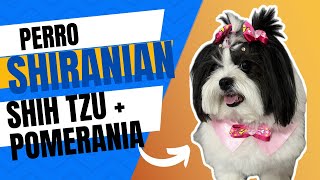 SHIRANIAN DOG MIX BETWEEN SHIH TZU AND POMERANIAN