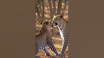🐆 He Shouldn’t Have Challenged Her… Leopard Showdown Turns Intense ⚔️🔥 #LeopardFight #WildlifeShorts