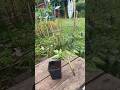 🍅🍅 Comment Bouturer des Tomates en 1 Minute ! 🌱 🍅