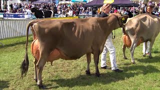 Pencampwriaeth Gwartheg Jersey | Jersey Cow Championship