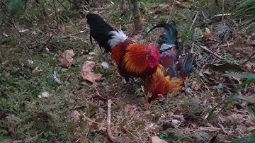 ต่อไก่ป่า dib qaib qus tuaj zoo heev