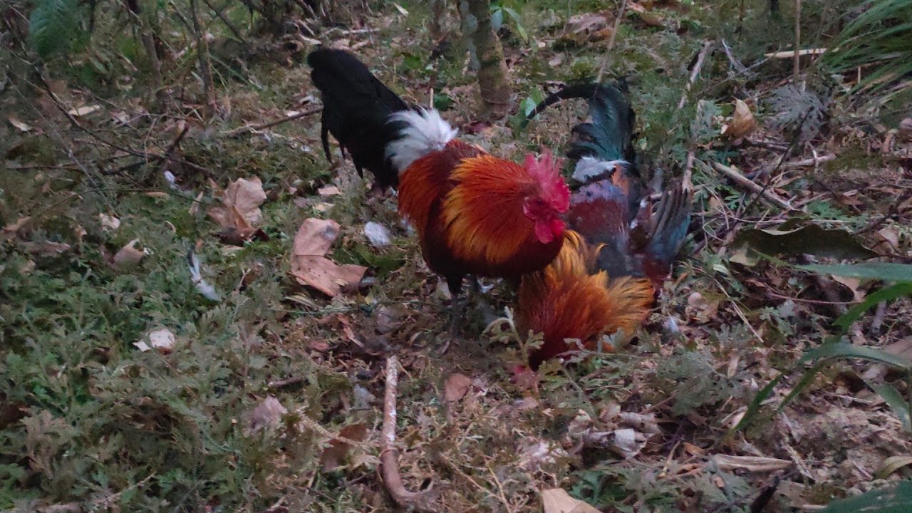 ต่อไก่ป่า dib qaib qus tuaj zoo heev