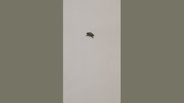 Thumbnail of butterfly dancing Assamese song