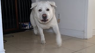 Labrador reacts to my whistle