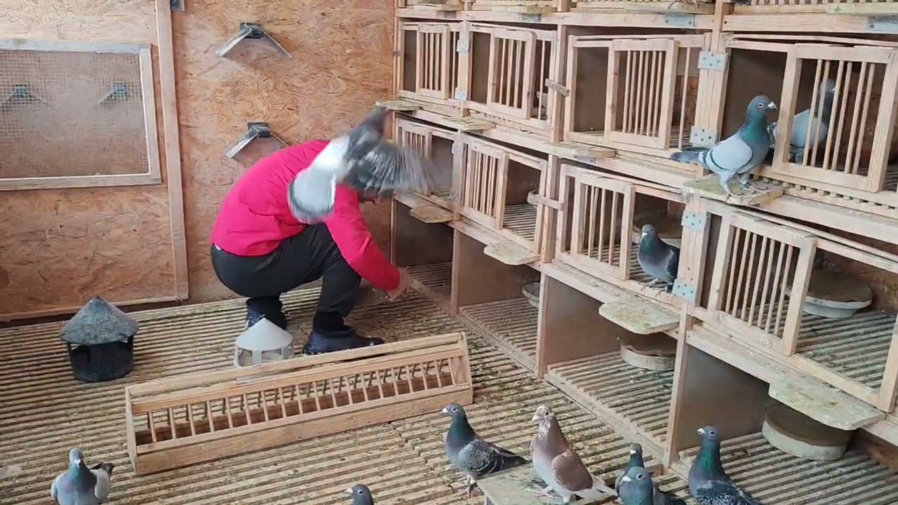 Pregătirea Cuibarelor Pentru Ouă