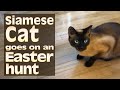 Siamese Cat hunting for Easter eggs