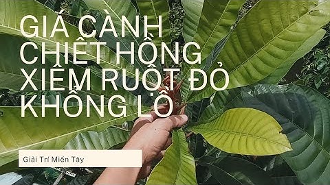 GIÁ CÀNH CHIẾT HỒNG XIÊM RUỘT ĐỎ KHỔNG LỒ #48| Giải Trí Miền Tây