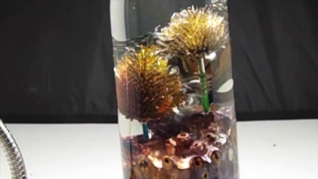 Display Your Alumilite Castings