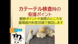 カテーテル前後の看護ポイント(研修医、看護師さん向けに実際の所を循環器内科医が解説します)