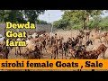 Sirohi Female Goat's For sale | Dewda Goat farm