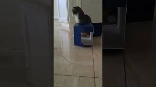 #котбасик #вислоухий #котыприколы #любимыйкот #милыекотики #шортс #рилс #cat #cats #reels #shorts