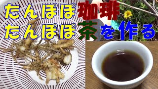 【簡単レシピ】たんぽぽ珈琲・たんぽぽ茶を作る【春の味覚】