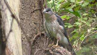 sharp shin hawk with broken wing
