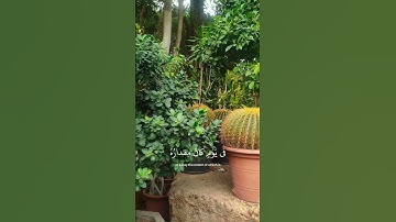 #قران_كريم #تلاوة_خاشعة #تلاوات #قرآن #قرآن #الموت #التوبة #المعادى