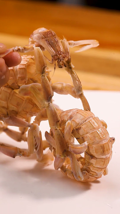 The highest level of shrimp eating